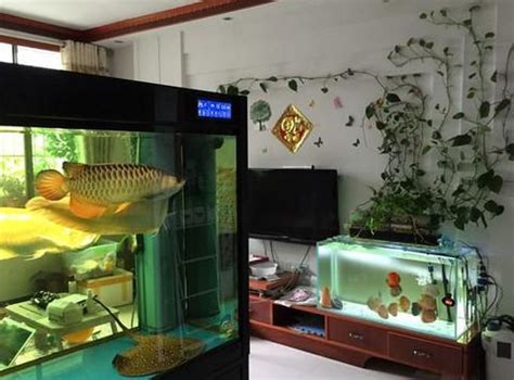 房間養魚 破財|魚缸能招財…但千萬別放這些地方！觸犯「5禁忌」反損財 